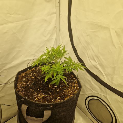 Strawberry Banana FB growlog timeline photo