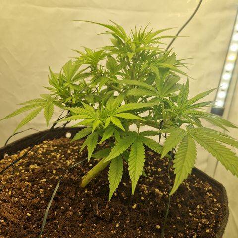 Strawberry Banana FB growlog timeline photo