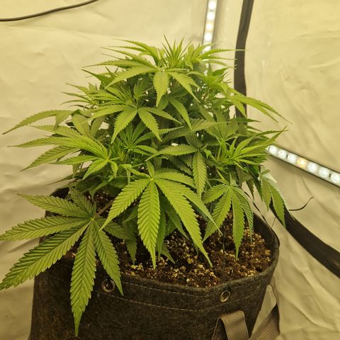 Strawberry Banana FB growlog timeline photo