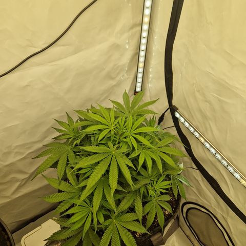 Strawberry Banana FB growlog timeline photo