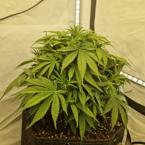Strawberry Banana FB growlog timeline photo