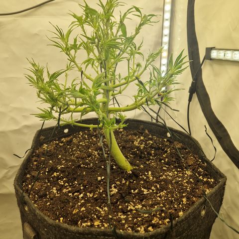 Strawberry Banana FB growlog timeline photo