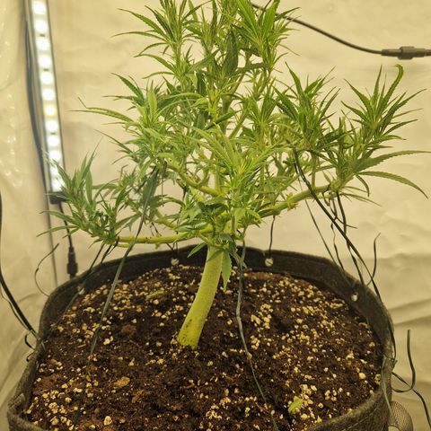 Strawberry Banana FB growlog timeline photo