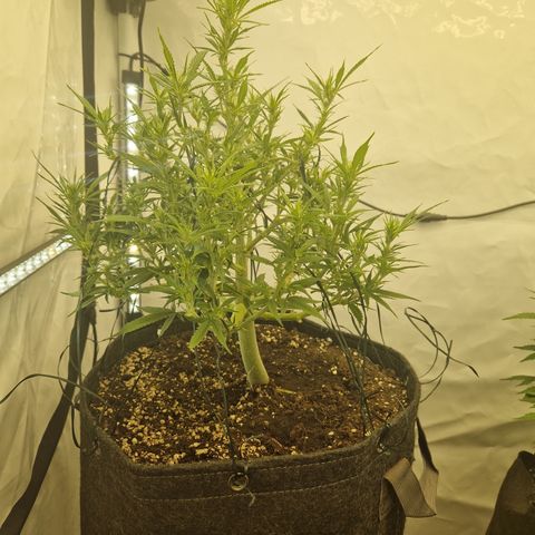 Strawberry Banana FB growlog timeline photo