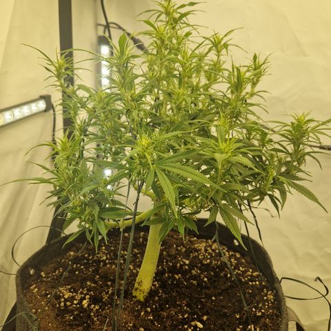 Strawberry Banana FB growlog timeline photo