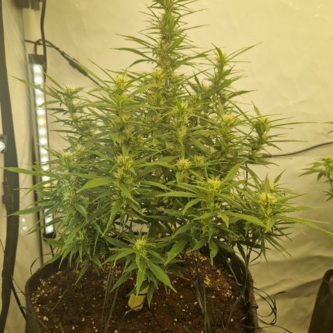 Strawberry Banana FB growlog timeline photo