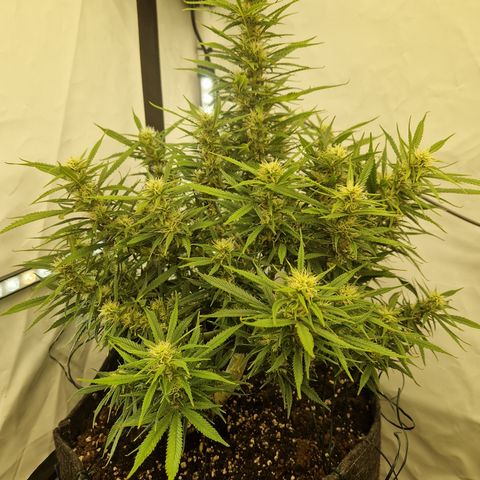 Strawberry Banana FB growlog timeline photo