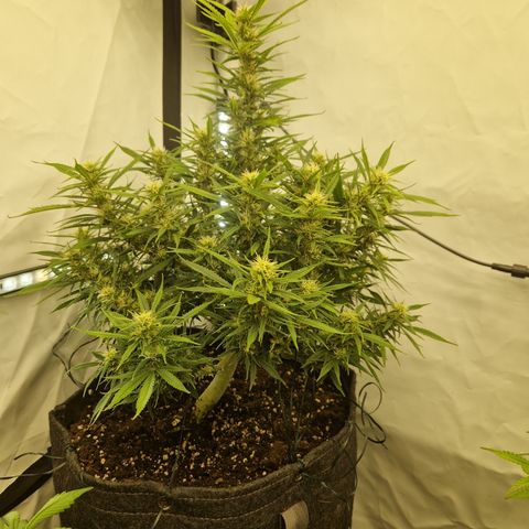 Strawberry Banana FB growlog timeline photo