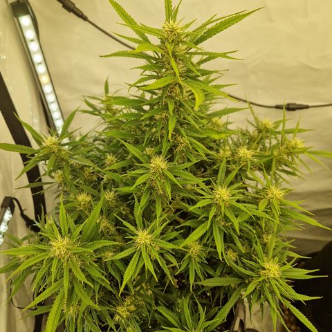 Strawberry Banana FB growlog timeline photo