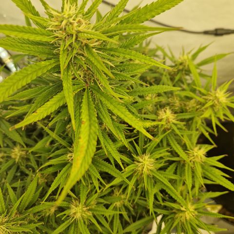 Strawberry Banana FB growlog timeline photo
