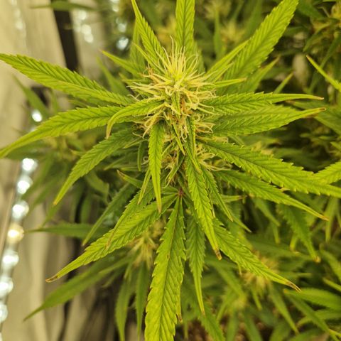 Strawberry Banana FB growlog timeline photo