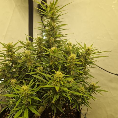 Strawberry Banana FB growlog timeline photo