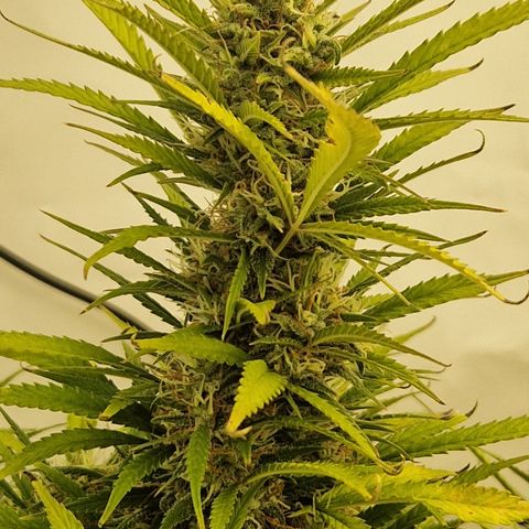 Strawberry Banana FB growlog timeline photo