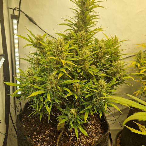 Strawberry Banana FB growlog timeline photo