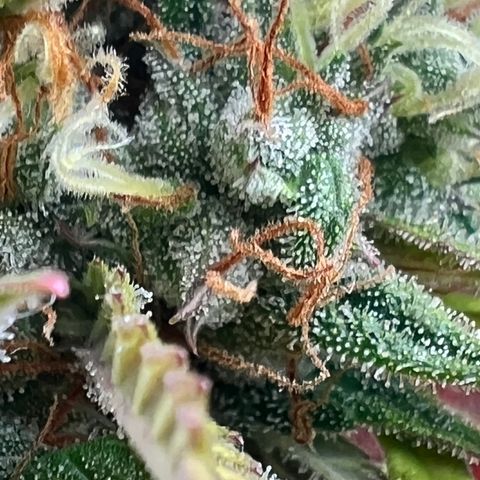 Strawberry Banana FB growlog timeline photo