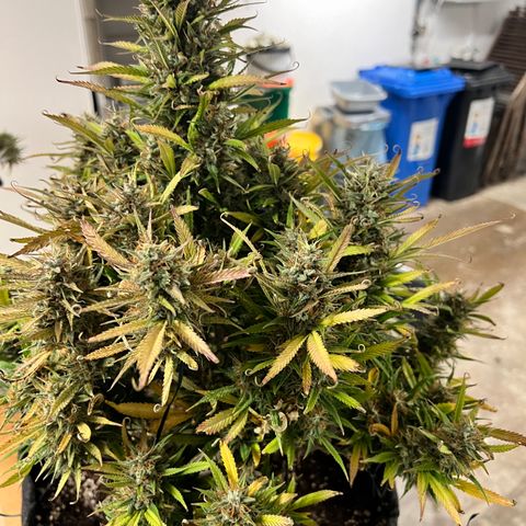 Strawberry Banana FB growlog timeline photo