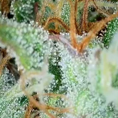 Strawberry Banana FB growlog timeline photo