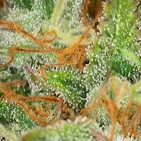 Strawberry Banana FB growlog timeline photo