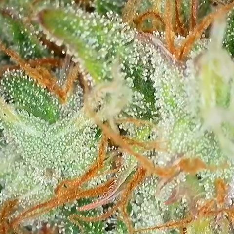 Strawberry Banana FB growlog timeline photo