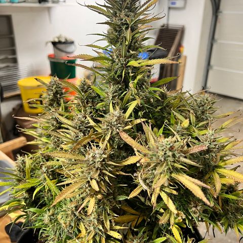 Strawberry Banana FB growlog timeline photo