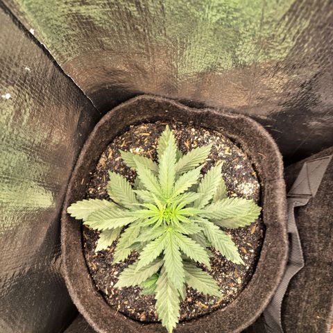 Gorilla Cookies Auto FastBuds growlog timeline photo