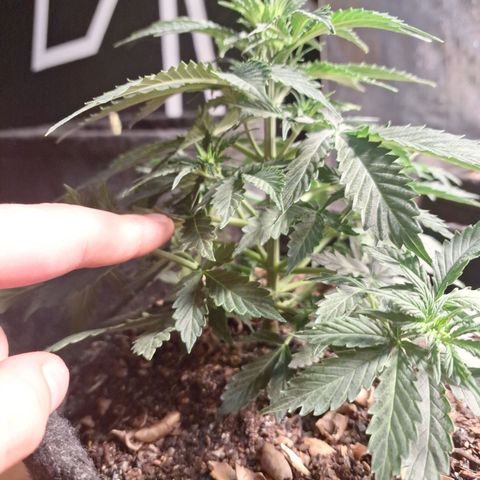 Gorilla Cookies Auto FastBuds growlog timeline photo
