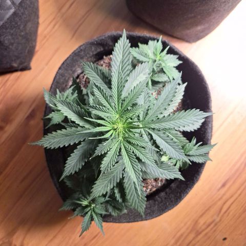 Gorilla Cookies Auto FastBuds growlog timeline photo