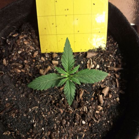 Gorilla Ghost NeedSeeds F2 #1 growlog timeline photo