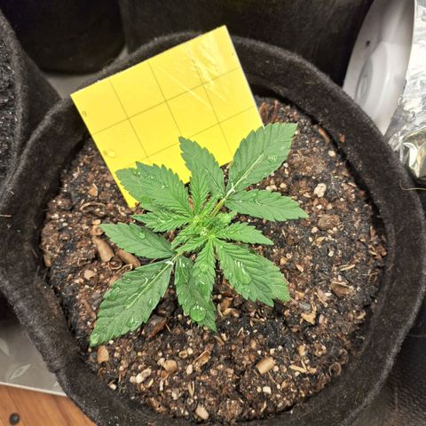 Gorilla Ghost NeedSeeds F2 #1 growlog timeline photo