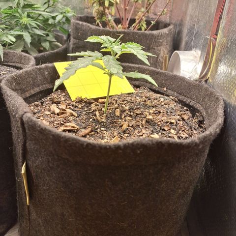 Gorilla Ghost NeedSeeds F2 #1 growlog timeline photo