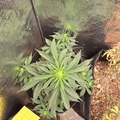 Gorilla Cookies Auto FastBuds growlog timeline photo