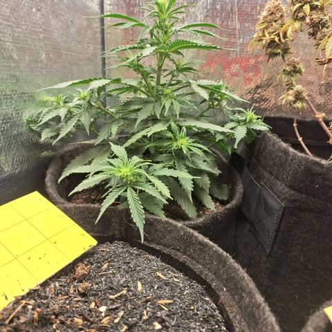 Gorilla Cookies Auto FastBuds growlog timeline photo