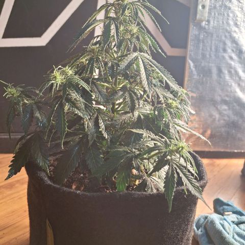 Gorilla Cookies Auto FastBuds growlog timeline photo