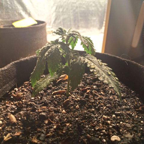 Gorilla Ghost NeedSeeds F2 #1 growlog timeline photo