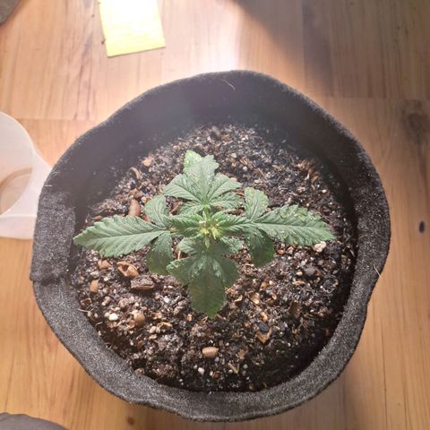 Gorilla Ghost NeedSeeds F2 #1 growlog timeline photo