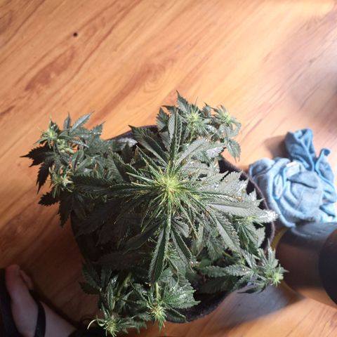 Gorilla Cookies Auto FastBuds growlog timeline photo