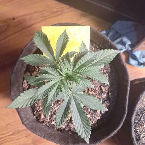 Gorilla Ghost NeedSeeds F2 #1 growlog timeline photo