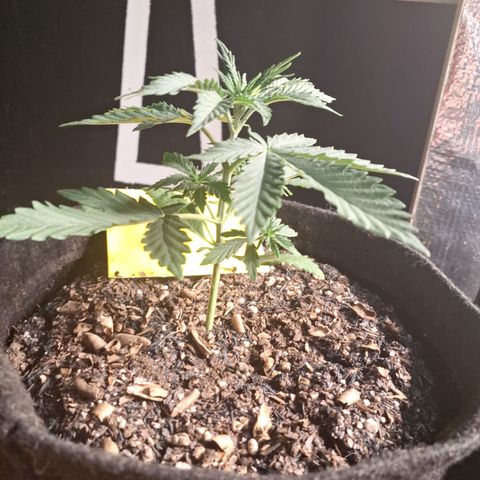 Gorilla Ghost NeedSeeds F2 #1 growlog timeline photo