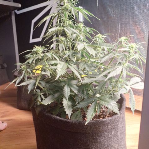 Gorilla Cookies Auto FastBuds growlog timeline photo
