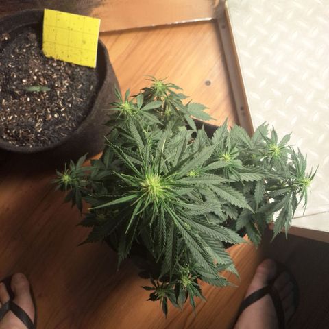 Gorilla Cookies Auto FastBuds growlog timeline photo