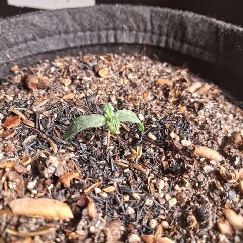 Gorilla Ghost NeedSeeds F2 #2 growlog timeline photo