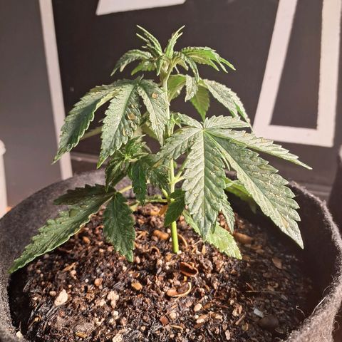 Gorilla Ghost NeedSeeds F2 #1 growlog timeline photo