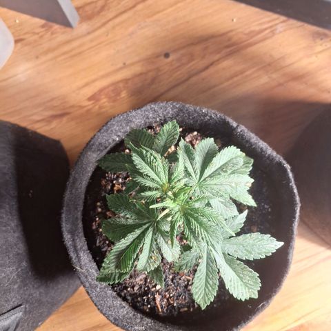 Gorilla Ghost NeedSeeds F2 #1 growlog timeline photo