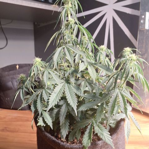 Gorilla Cookies Auto FastBuds growlog timeline photo