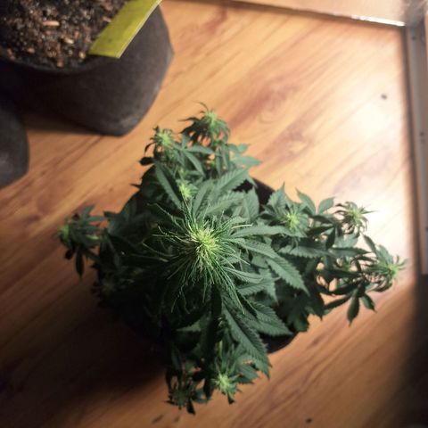 Gorilla Cookies Auto FastBuds growlog timeline photo