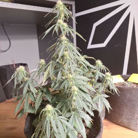 Gorilla Cookies Auto FastBuds growlog timeline photo