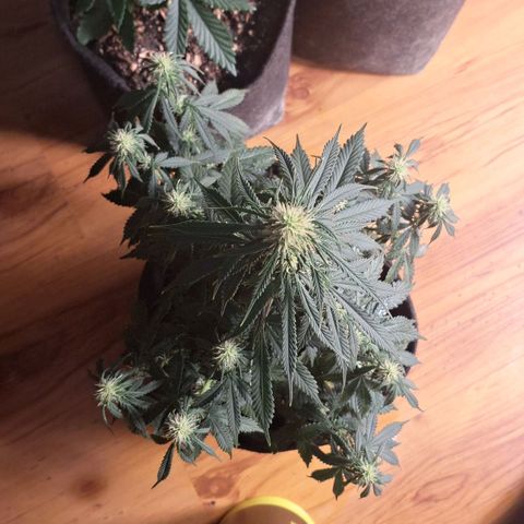 Gorilla Cookies Auto FastBuds growlog timeline photo