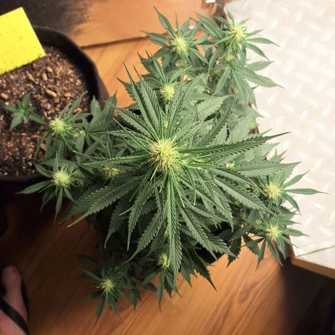 Gorilla Cookies Auto FastBuds growlog timeline photo