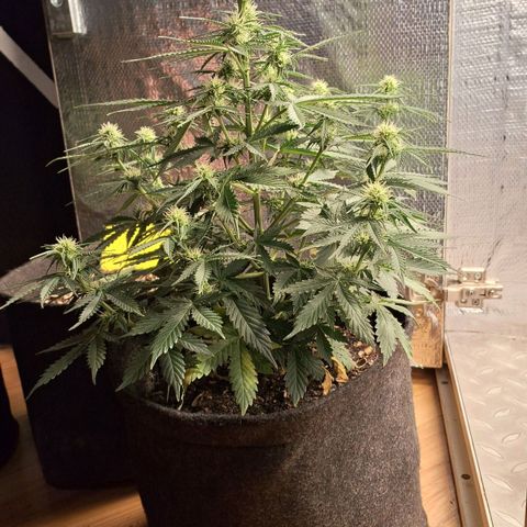 Gorilla Cookies Auto FastBuds growlog timeline photo