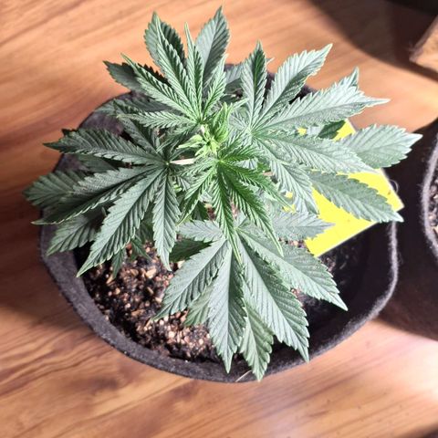 Gorilla Ghost NeedSeeds F2 #1 growlog timeline photo